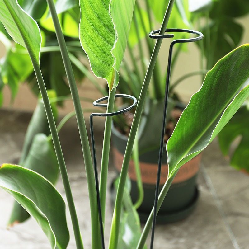 1/10pcs Garden Support Stake R - огляд і ціна Florist Supply Bulk