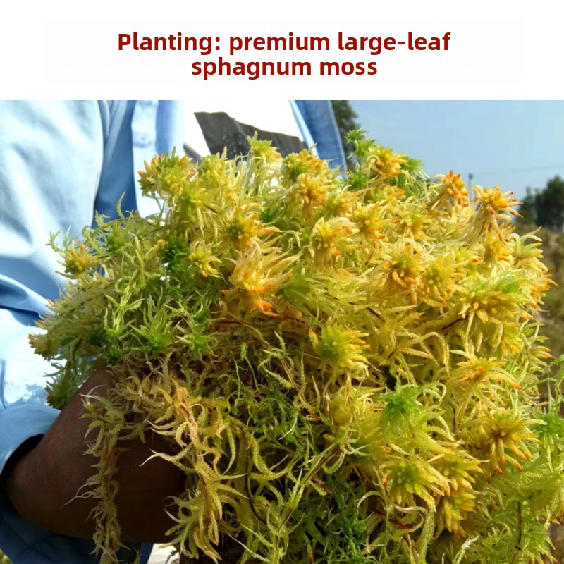 Grade A Dried Sphagnum Moss, N - огляд і ціна Preserved Moss Sheet