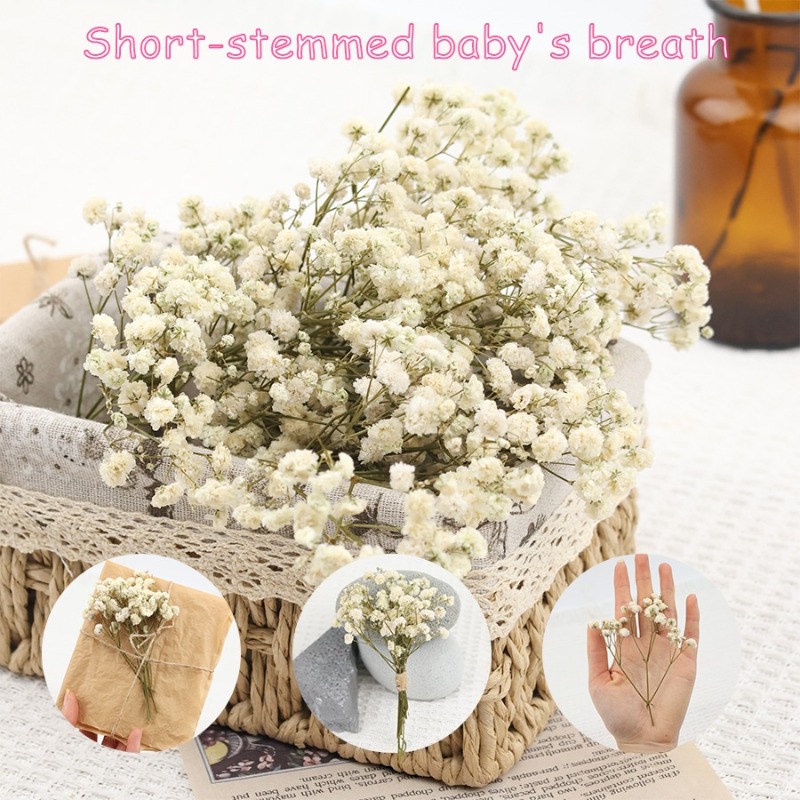 50pcs Natural Dried Gypsophila - огляд і ціна Florist Supply Vases