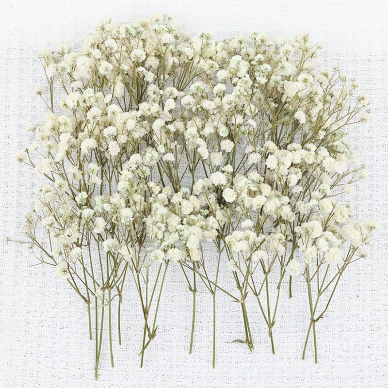 50pcs Natural Dried Gypsophila - огляд і ціна Florist Supply Vases